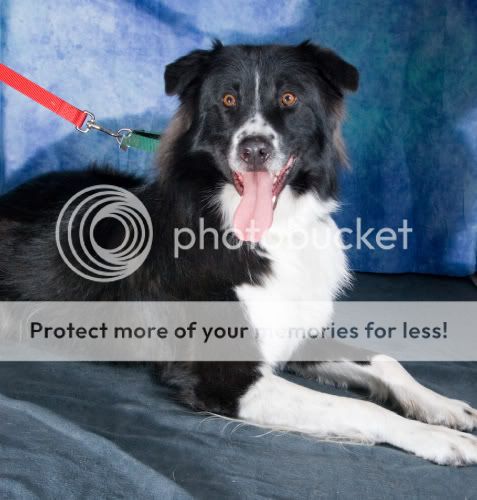 Reggie 4 (c) pattim926 reference checks